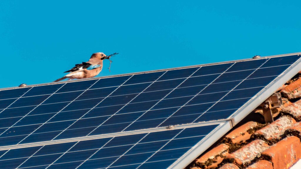 birds nesting solar scaled